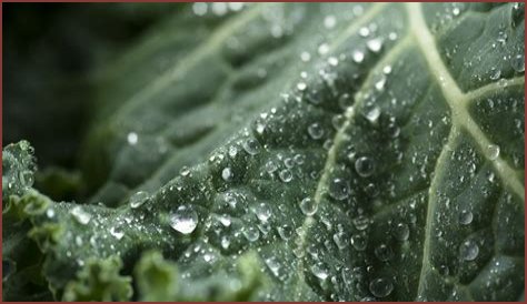 The Dangers of Superfoods